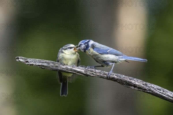 Blue tits (Parus caerulea), feeding young animals, Emsland, Lower Saxony, Germany, Europe