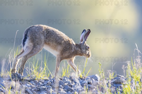 European hare (Lepus europaeus) Germany
