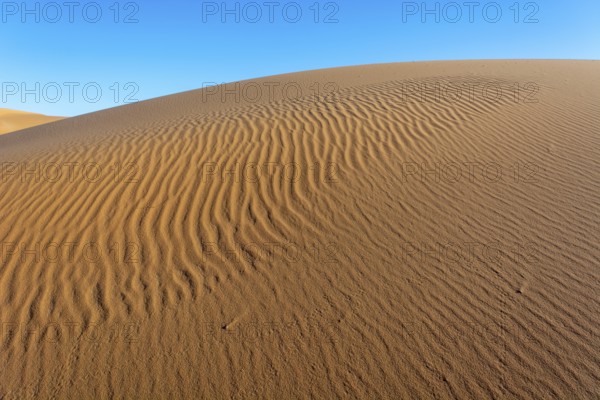 A sandy desert with a blue sky in the background. The sand is ribbed and has a slight slope. Merzouga, Errachidia, Draa-Tafilalet, Morocco, Africa