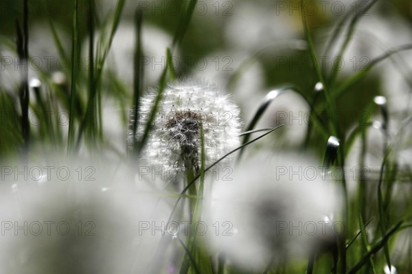Dandelions, meadow in spring, Germany, Europe