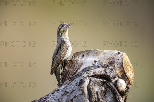 Eurasian wryneck (Jynx torquilla) Germany