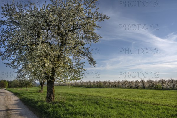 Old flowering cherry tree (Prunus avium), on the right a young, flowering cherry orchard, Franconia, Bavaria, Germany, Europe