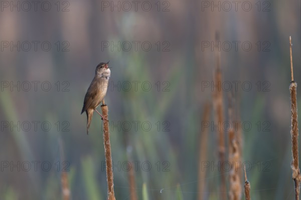 Reed warbler (Locustella luscinioides), Wittlich, RLP, Germany, Europe