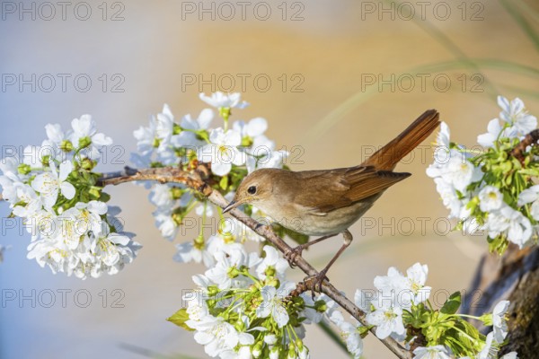 Nightingale (Luscinia megarhynchos) Germany