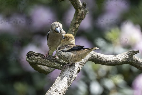 Hawfinch (Coccothraustes coccothraustes), feeding juveniles, Emsland, Lower Saxony, Germany, Europe