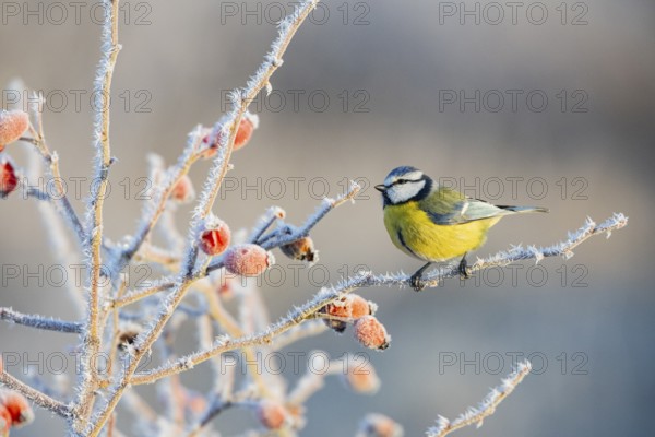 Blue tit (Parus caeruleus) Germany