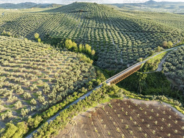 Cycle path Via Verde Del Aceite, old railroad track passes through olive fields, cycle path on bridge, near village Cabra, aerial view, Andalusia, Spain, Europe