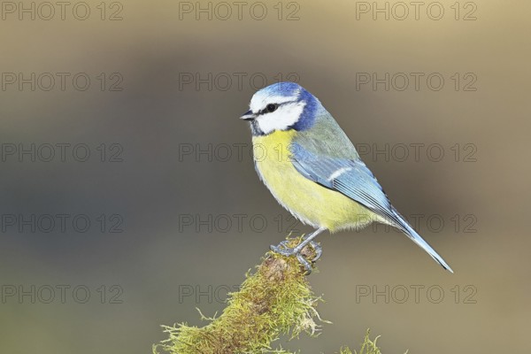Blue tit (Parus caeruleus), sitting on moss-covered dead wood, Wilnsdorf, North Rhine-Westphalia, Germany, Europe