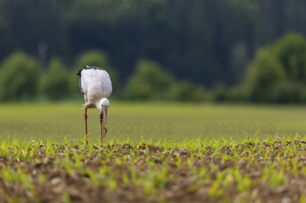 White stork (Ciconia ciconia), farmland, Göggingen, Sigmaringen district, Baden-Württemberg, Germany, Europe