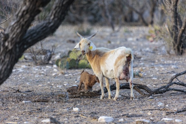 Mother and newborn domesticated goat livestock raised for meat producion on a ranch in Sonora, Texas, USA, North America