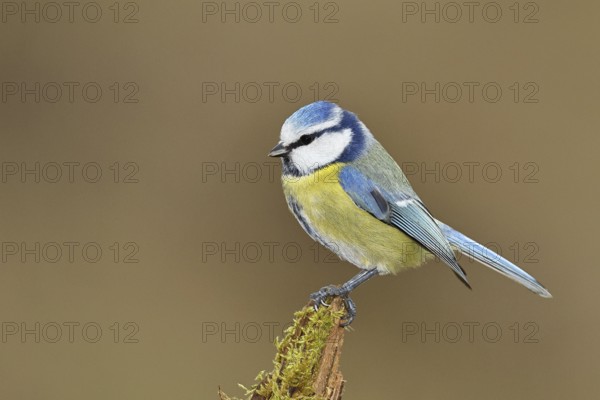 Blue tit (Parus caeruleus), sitting on moss-covered dead wood, Wilnsdorf, North Rhine-Westphalia, Germany, Europe