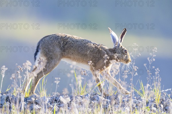 European hare (Lepus europaeus) Germany