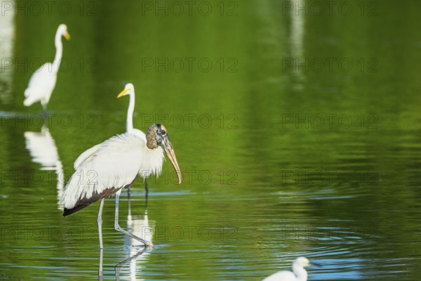 Great white egrets (Ardea alba) and Wood Stork (Mycteria Americana) fishing, Sanibel Island, J.N. Ding Darling National Wildlife Refuge, Florida, USA, North America