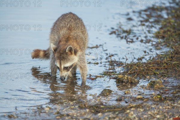 Raccoon (Procyon lotor) looking for food, Sanibel Island, J.N. Ding Darling National Wildlife Refuge, Florida, USA, North America