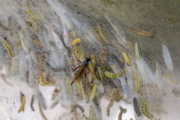 Ichneumon wasp (Pimpla turionellae) attacking larvae of bird-cherry ermine moths (Yponomeuta evonymella) in communal larval web in shrub in spring