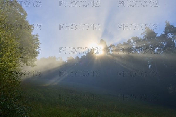 Gentle rays of sunshine penetrate the misty forest in the morning and create a peaceful atmosphere, Mönchberg, Miltenberg, Spessart, Bavaria, Germany, Europe