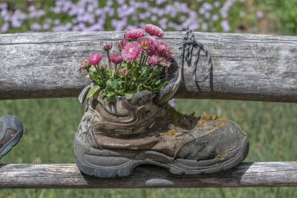 Flowers in a worn mountain shoe, Bavaria, Germany, Europe