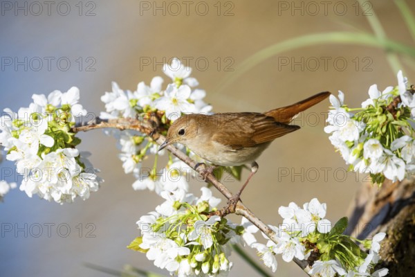 Nightingale (Luscinia megarhynchos) Germany