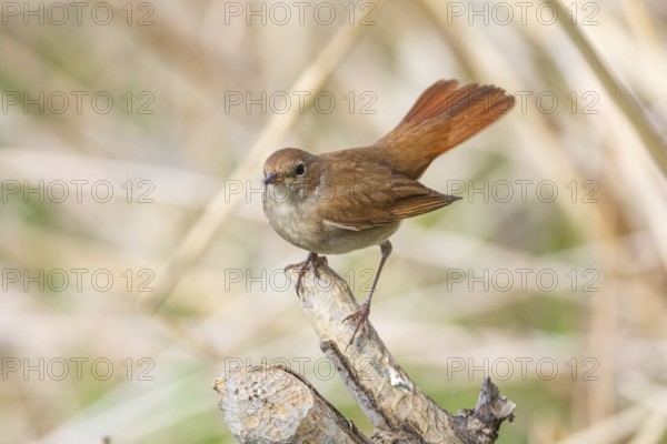 Nightingale (Luscinia megarhynchos) Germany
