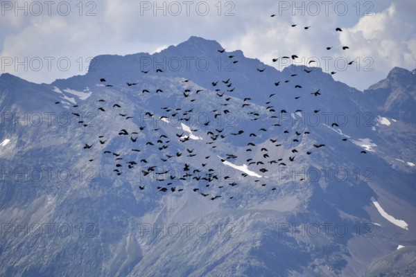 A large flock of alpine choughs (Pyrrhocorax graculus) in flight in front of the mountains of the Deferegger Alps, seen in East Tyrol, Austria, Europe