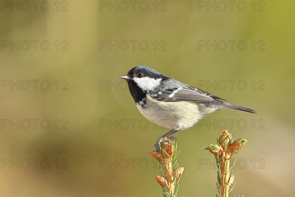 Fir tit (Parus ater), sitting on the top of a young spruce, European spruce (Picea abies), Wilnsdorf, North Rhine-Westphalia, Germany, Europe