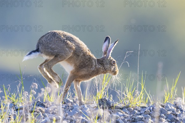European hare (Lepus europaeus) Germany