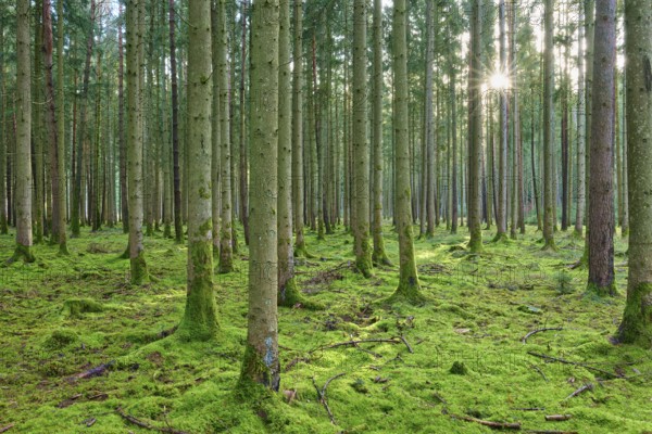 Tranquil coniferous forest in bright green, moss-covered ground, sunrays penetrate the trees, beech trees, Odenwald, Neckar-Odenwald district, Baden-Württemberg, Germany, Europe