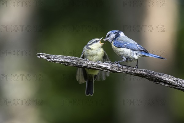 Blue tits (Parus caerulea), feeding young animals, Emsland, Lower Saxony, Germany, Europe