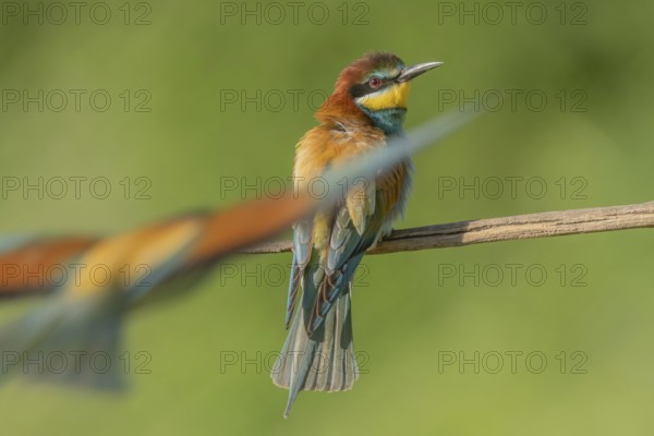 European bee-eater (Merops apiaster) on a branch during the breeding season in spring. Jechtingen, Emmendingen, Kaiserstuhl, Freiburg im Breisgau, Baden-Württemberg, Germany, Europe