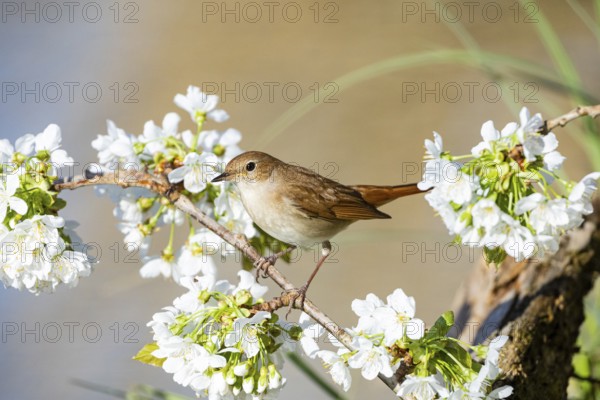 Nightingale (Luscinia megarhynchos) Germany