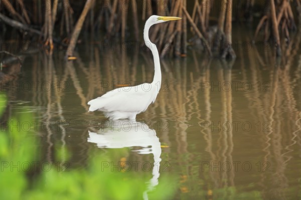Great white egret (Ardea alba) looking for food, Sanibel Island, J.N. Ding Darling National Wildlife Refuge, Florida, USA, North America