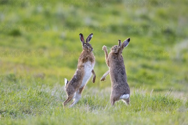 European hare (Lepus europaeus) Mating season Germany