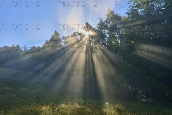 Light emerges dramatically from the trees of a misty forest, illuminating the green grass, Mönchberg, Miltenberg, Spessart, Bavaria, Germany, Europe