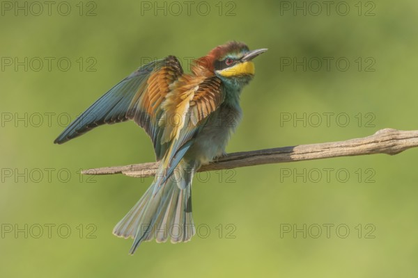 European bee-eater (Merops apiaster) on a branch during the breeding season in spring. Jechtingen, Emmendingen, Kaiserstuhl, Freiburg im Breisgau, Baden-Württemberg, Germany, Europe