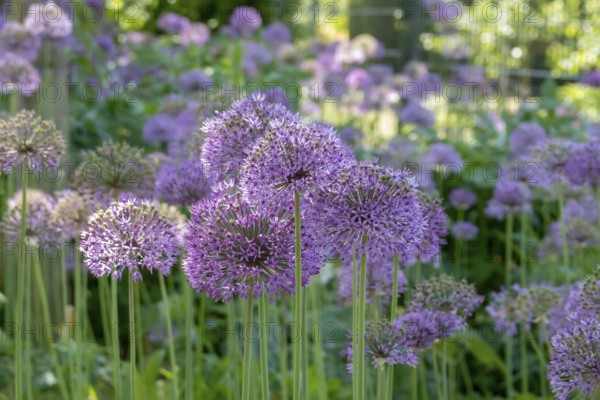 Ornamental leek (Allium sp.), inflorescence, Münsterland, North Rhine-Westphalia, Germany, Europe