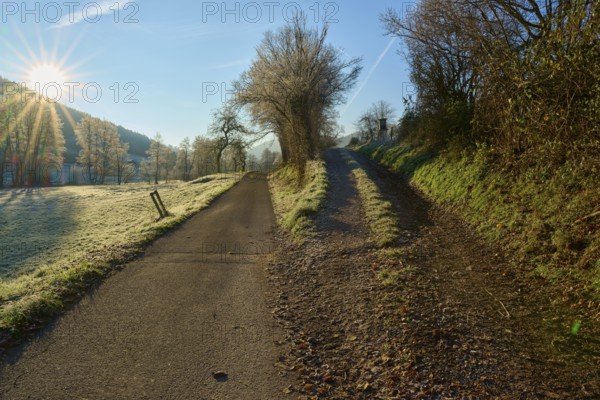 Fork in the road Forked path in the frosty morning light along a row of trees, Kirchzell, Amorbach, Odenwald, Bavaria, Germany, Europe