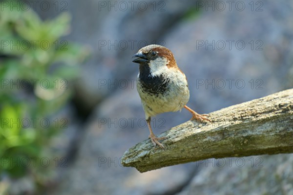 House sparrow (Passer domesticus), sitting on a branch, surrounded by sunlight and natural environment, France, Europe