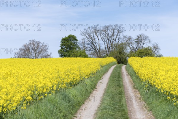 A country lane leads between blossoming rape fields under a clear sky, near Winnenden, Baden-Württemberg, Germany, Europe