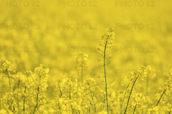 Individual rapeseed flowers stand out against a sea of yellow, Baden-Württemberg, Germany, Europe
