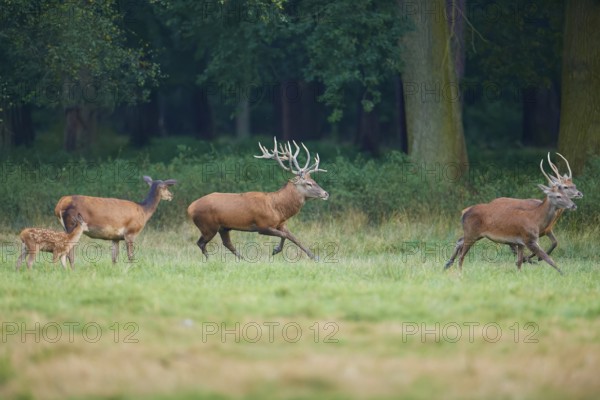 Red deer (Cervus elaphus), group of stags with a fawn and two hinds running across a wide meadow, Germany, Europe