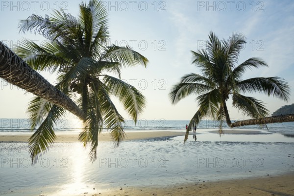 Sandy beach beach with coconut palms, Khlong Chao Beach, sunset, Koh Kood, Koh Kut, Gulf of Thailand, Thailand, Asia