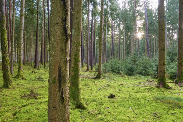 Forest floor covered with moss, warm sunlight, beech trees, Odenwald, Neckar-Odenwald district, Baden-Württemberg, Germany, Europe
