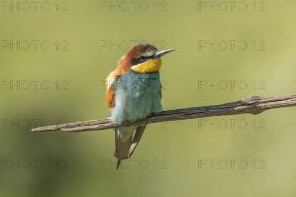 European bee-eater (Merops apiaster) on a branch during the breeding season in spring. Jechtingen, Emmendingen, Kaiserstuhl, Freiburg im Breisgau, Baden-Württemberg, Germany, Europe