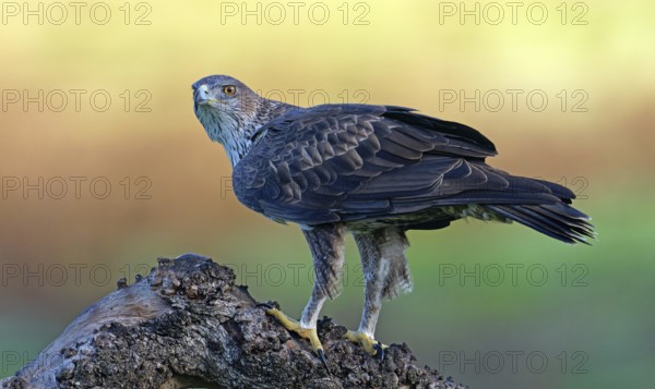 Bonelli's eagle, Aquila, fasciata, bird, bird of prey, eagle, nature, tree, sunrise, Andalusia, Spain, Europe