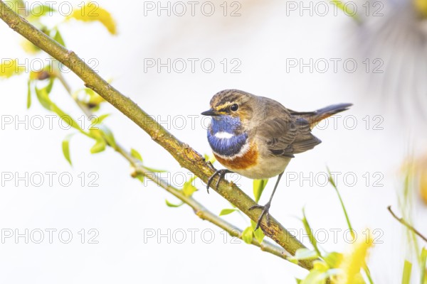 Bluethroat (Luscinia svecica cyanecula) ml Germany