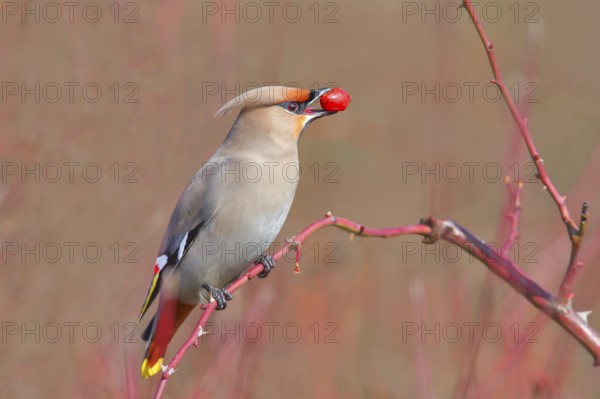 Waxwing (Bombycilla garrulus) sitting on a branch, eating a rose hip (Rosa canina), wildlife, nature photography, migratory bird, winter visitor, invader, Wolfskehlen, Groß Gerau, Hesse, Germany, Europe