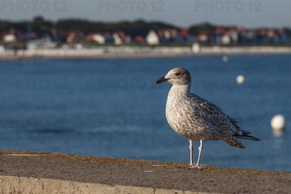 Seagull at the pier of Warnemünde, Mecklenburg-Western Pomerania, Germany, Warnemünde, Mecklenburg-Western Pomerania, Germany, Europe