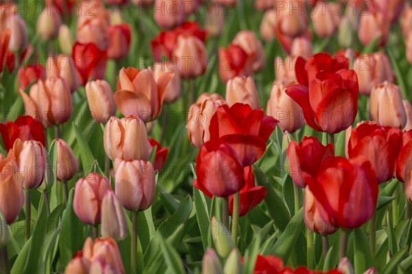Bed with red and salmon-coloured tulips (Tulpia), Münsterland, North Rhine-Westphalia, Germany, Europe