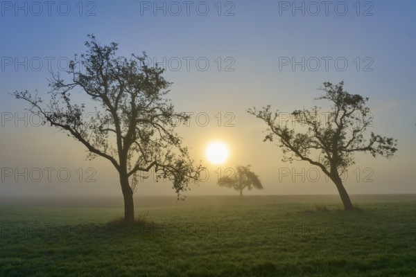 Three orchard trees in a meadow in the morning mist against the sunrise, Mönchberg, Miltenberg, Spessart, Bavaria, Germany, Europe