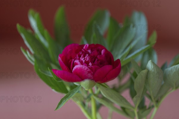 Red peony flower (Paeonia), Bavaria, Germany, Europe